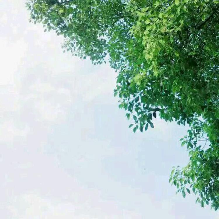 上海（雪代缘所在的黑帮基地） - 网络短剧全集在线观看 - 线上看电影